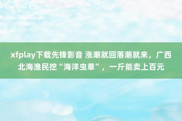 xfplay下载先锋影音 涨潮就回落潮就来，广西北海渔民挖“海洋虫草”，一斤能卖上百元